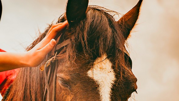 VideoFirst #109: Er staat een paard in de gang