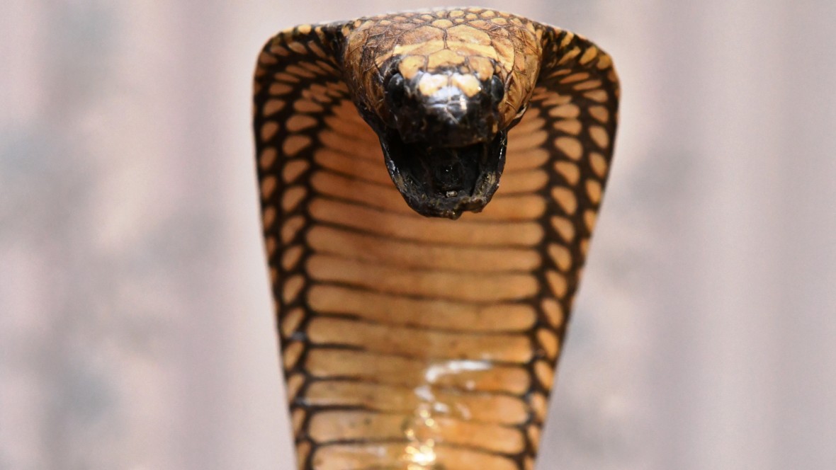 Wat NPS met cobra’s heeft te maken...