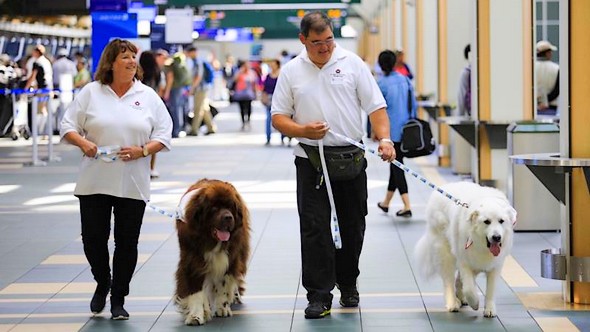Therapiehonden verminderen stress op luchthaven