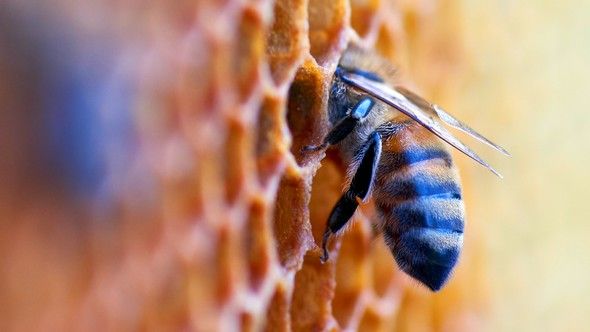 Bijenkorf zet in op digitale kerstbeleving 